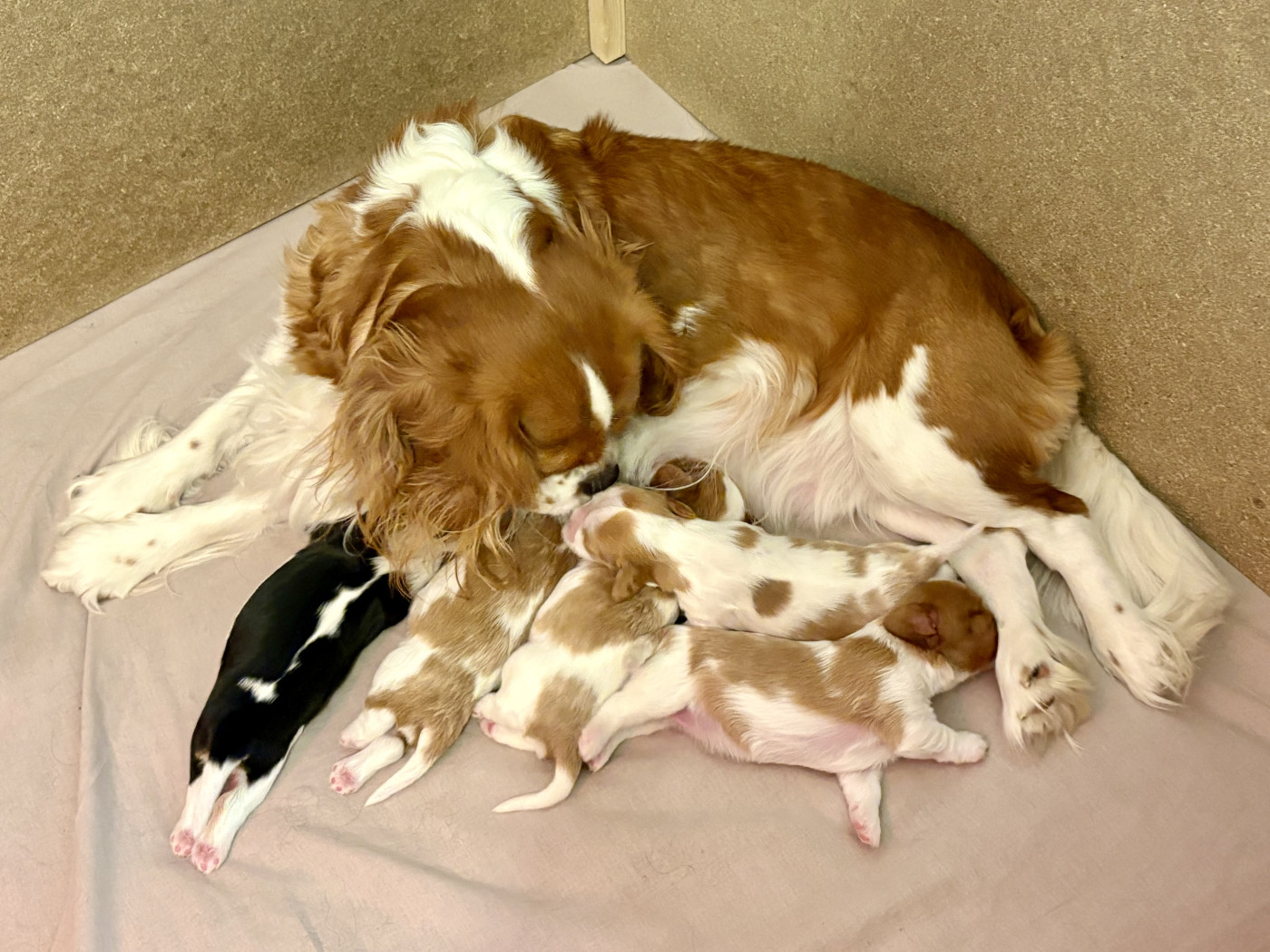 Des Perles De L'Olympe - Cavalier King Charles Spaniel - Portée née le 02/06/2026