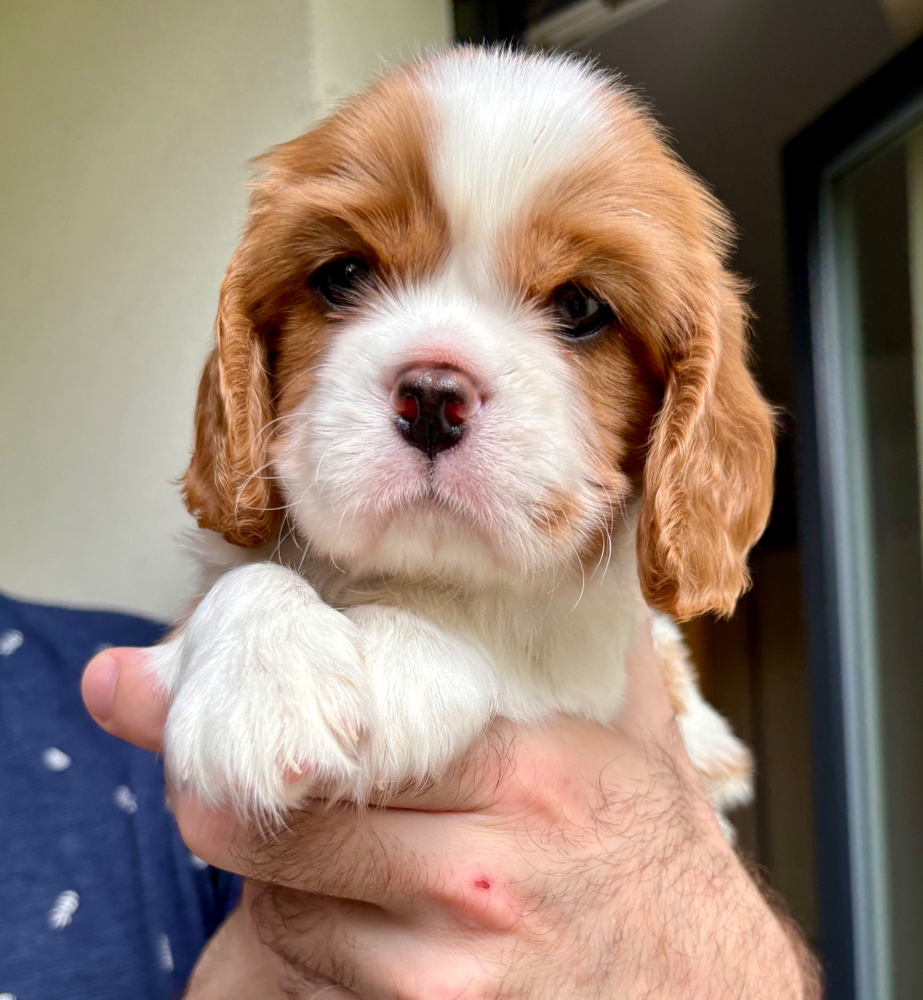 Des Perles De L'Olympe - Chiots disponibles - Cavalier King Charles Spaniel