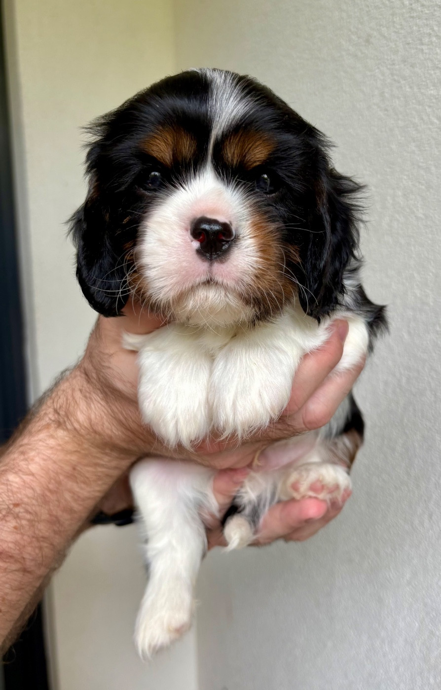 Des Perles De L'Olympe - Chiots disponibles - Cavalier King Charles Spaniel