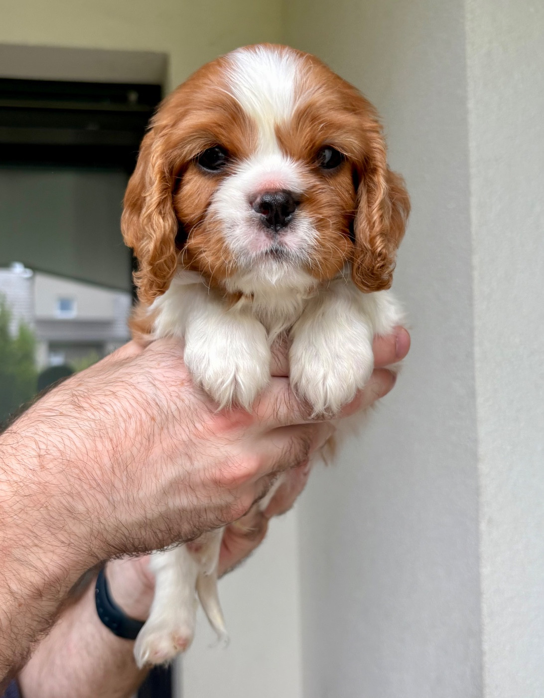 Des Perles De L'Olympe - Chiots disponibles - Cavalier King Charles Spaniel