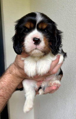 Chiot N°2