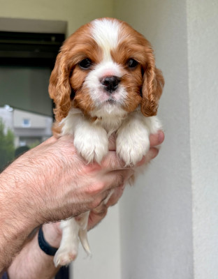 Chiot N°2