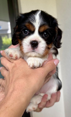 Chiot N°3