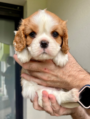 Chiot N°1