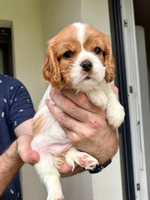 Chiot N°4