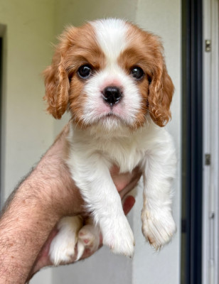Chiot N°5